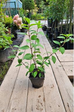 Гортензия метельчатая Сильвер Доллар (Silver Dollar)