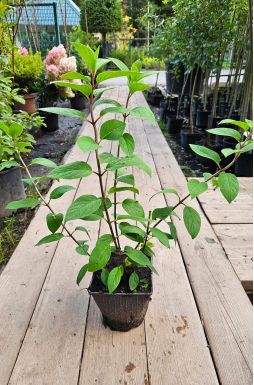 Гортензия метельчатая Сильвер Доллар (Silver Dollar)