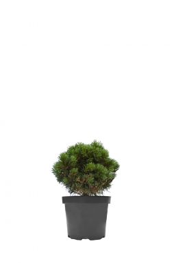 Сосна Гельдрейха Шмидта (Schmidtii)