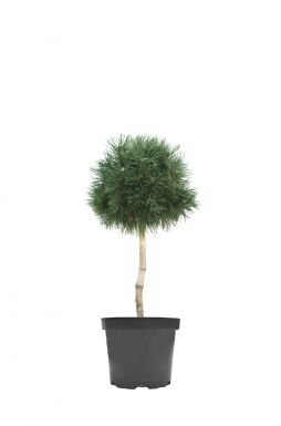 Сосна горная Варелла на штамбе (Varella Pa)