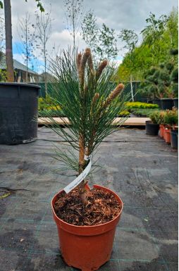 Сосна черная Грин Рокет (Green Rocket)