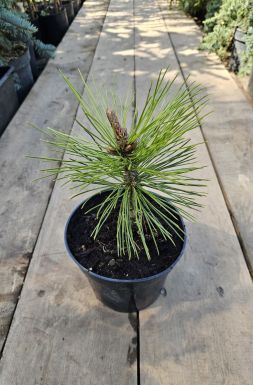 Сосна Гельдрейха Минт Траффл (Mint Truffle)