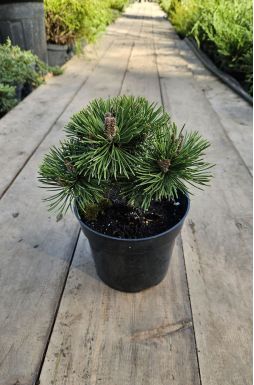 Сосна горная Альмхут (Almhutte)