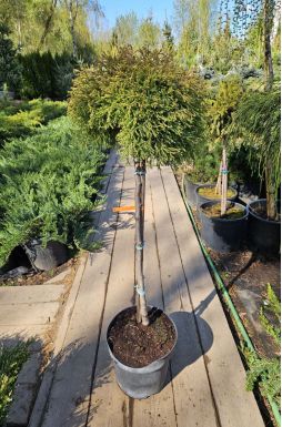 Туя западная Голден Таффет на штамбе (Golden Tuffet Pa)