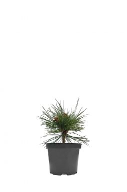 Сосна черная Оттос Компакт (Ottos Compact)