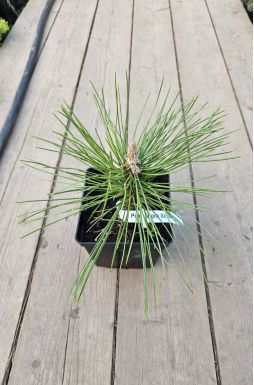 Сосна черная Шольц (Scholz)