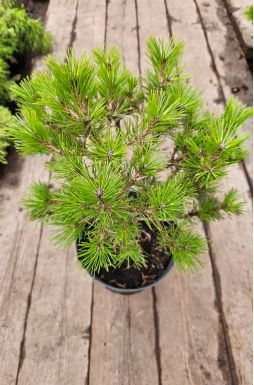 Сосна густоцветковая Лоу Глоу (Low Glow)