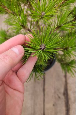 Сосна густоцветковая Лоу Глоу (Low Glow)