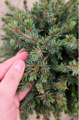 Ель канадская Эхиниформис (Echiniformis)