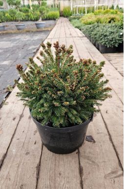 Ель обыкновенная Барри (Barryi)