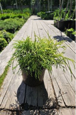 Кипарисовик горохоплодный Голден Моп (Golden Mop)