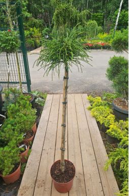 Туя складчатая Випкорд на штамбе (Whipcord Pa)