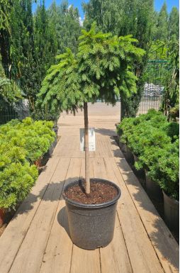 Ель обыкновенная Форманек на штамбе (Formanek Pa)