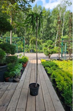 Ель обыкновенная Инверса на штамбе (Inversa Pa)