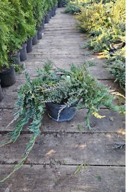 Можжевельник горизонтальный Блю Чип (Blue chip)