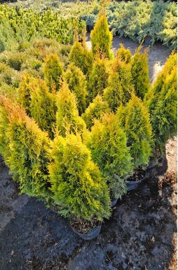 Туя западная Голден Смарагд (Golden smaragd)