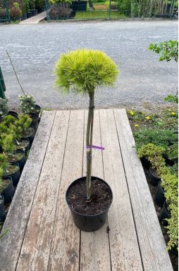 Сосна веймутова Грег на штамбе (Greg Ра)