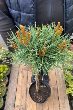 Сосна обыкновенная Чантри Блю на штамбе (Chantry Blue Pa)