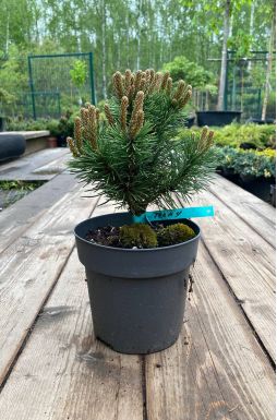 Сосна горная Тенни (Teeny)