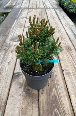 Сосна горная Тенни (Teeny)