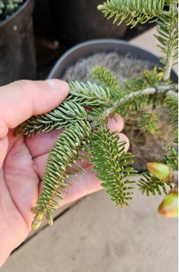 Пихта кефалинийская Мейерс Драфт (Meyers Dwarf)