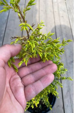 Можжевельник обыкновенный Голд Кон (Gold cone)