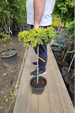 Можжевельник обыкновенный Голдшатц на штамбе (Goldschatz Pa)