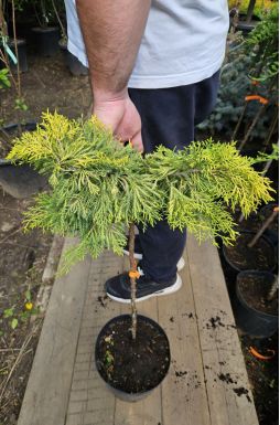 Можжевельник средний Голд Стар на штамбе (Gold star Pa)