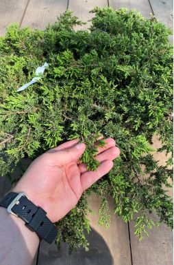 Можжевельник обыкновенный Гринмантл (Greenmantle)