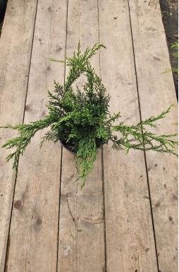 Можжевельник казацкий Кнап Хилл (Knap Hill)