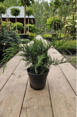 Можжевельник казацкий Кнап Хилл (Knap Hill)