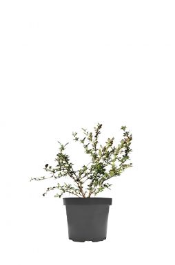 Барбарис средний Ред Джевел (Red Jewel)