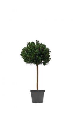 Сосна горная Мопс на штамбе (Mops Pa)