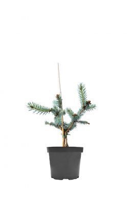 Ель колючая Эрих Фрам (Erich Frahm)