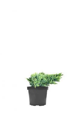 Можжевельник чешуйчатый Блю Карпет (Blue carpet)