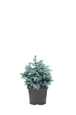 Пихта высокорослая Обригофен (Obrighoven)