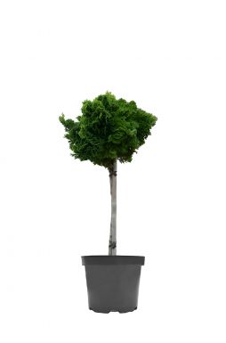 Кипарисовик тупой Грацилис на штамбе (Gracilis Pa)