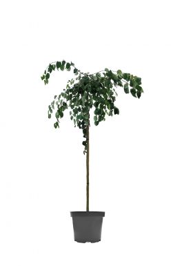 Багрянник японский Пендула (Pendula)