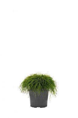 Кипарисовик горохоплодный Филифера (Filifera)