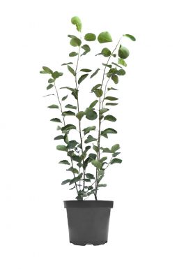 Ирга Ламарка (Lamarka)