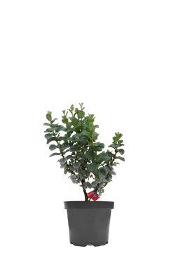 Ива бойда (Boydii)