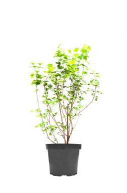 Калина обыкновенная (красная)