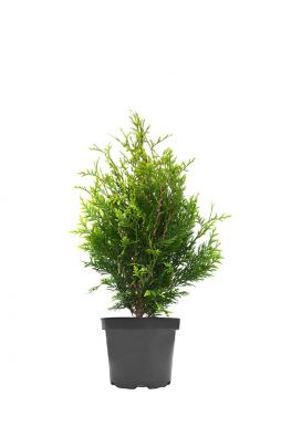 Туя складчатая Корник (Kornik)