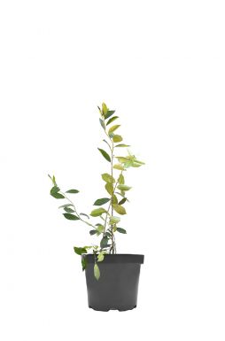 Арония черноплодная Неро (Nero)