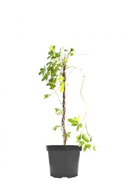 Клематис Блю Лайт (Blue Light)