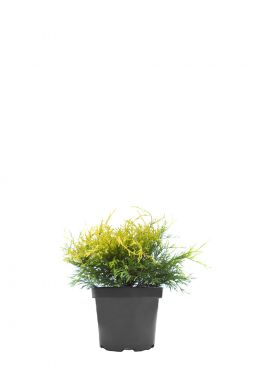 Кипарисовик горохоплодный Санголд (Sungold)