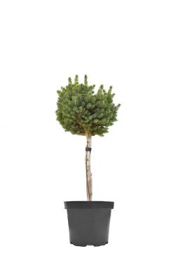 Ель колючая Стэнлис Пигми на штамбе (Stanley Pygmy Pa)