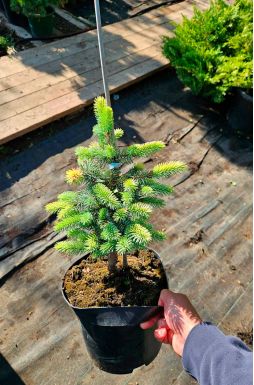 Ель колючая Белобок (Bialobok)