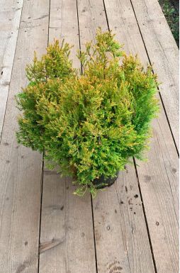 Туя западная Голден Таффет (Golden Tuffet)