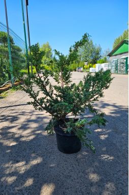 Можжевельник китайский Блю Альпс (Blue аlps)